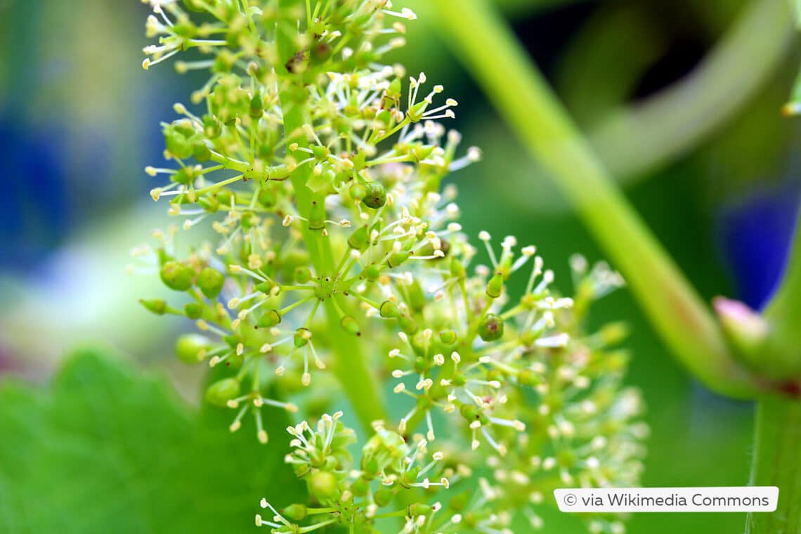 Blüte der Weinrebe (Vitis vinifera)