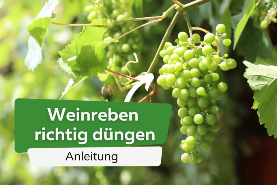 Weinreben richtig düngen womit, wann und wie oft?