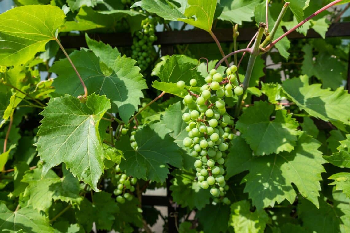 Weinreben (Vitis vinifera)