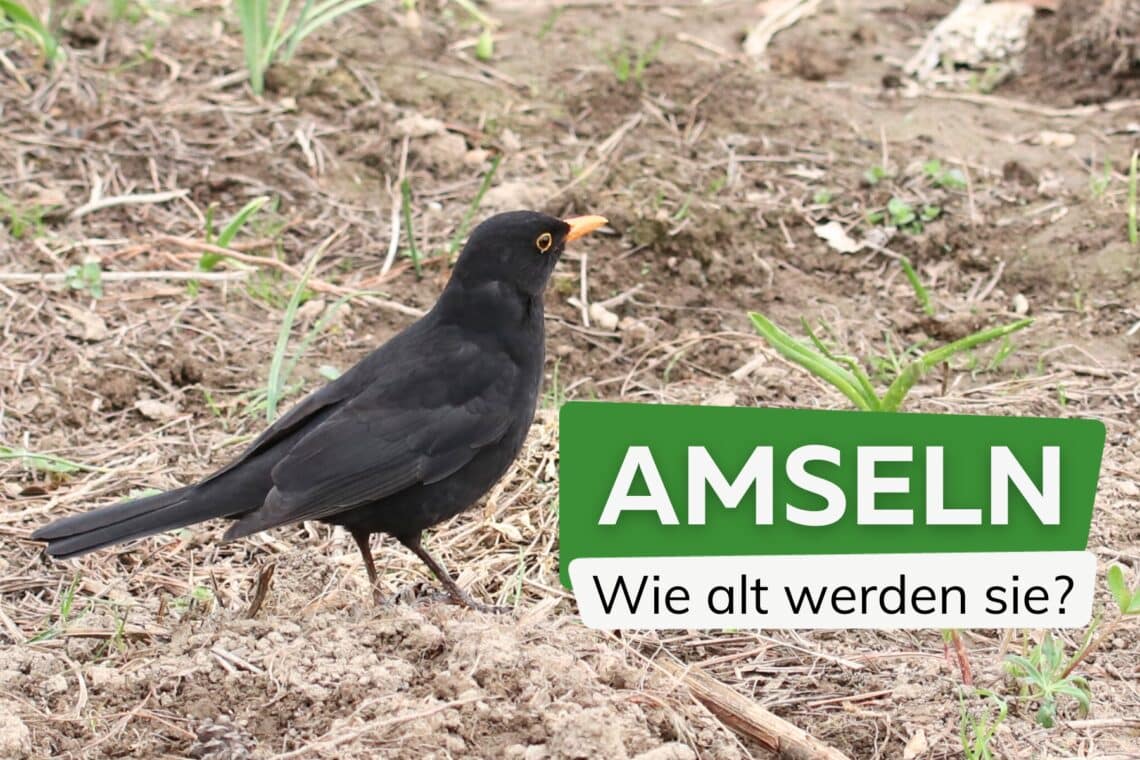 Wie alt werden Amseln?