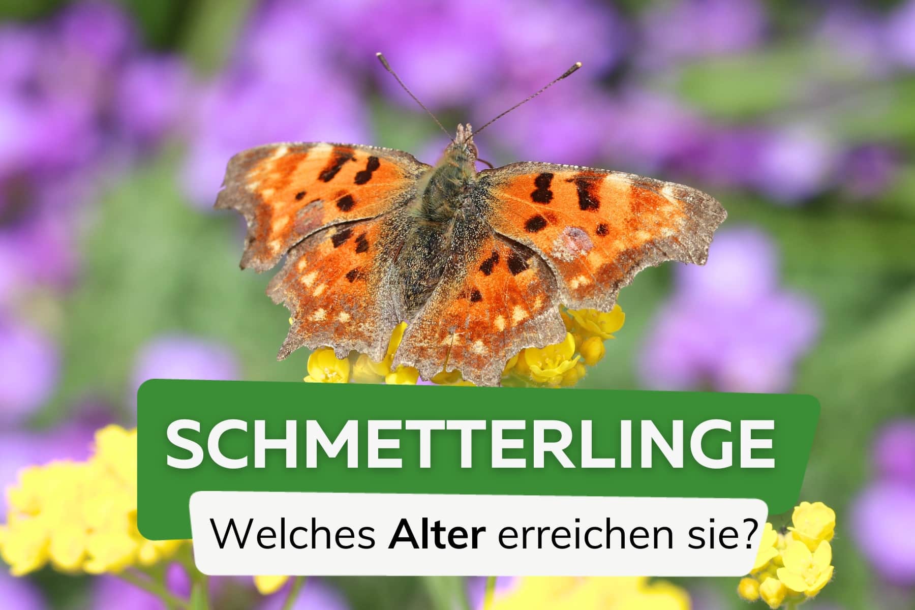 Wie lange leben Schmetterlinge?