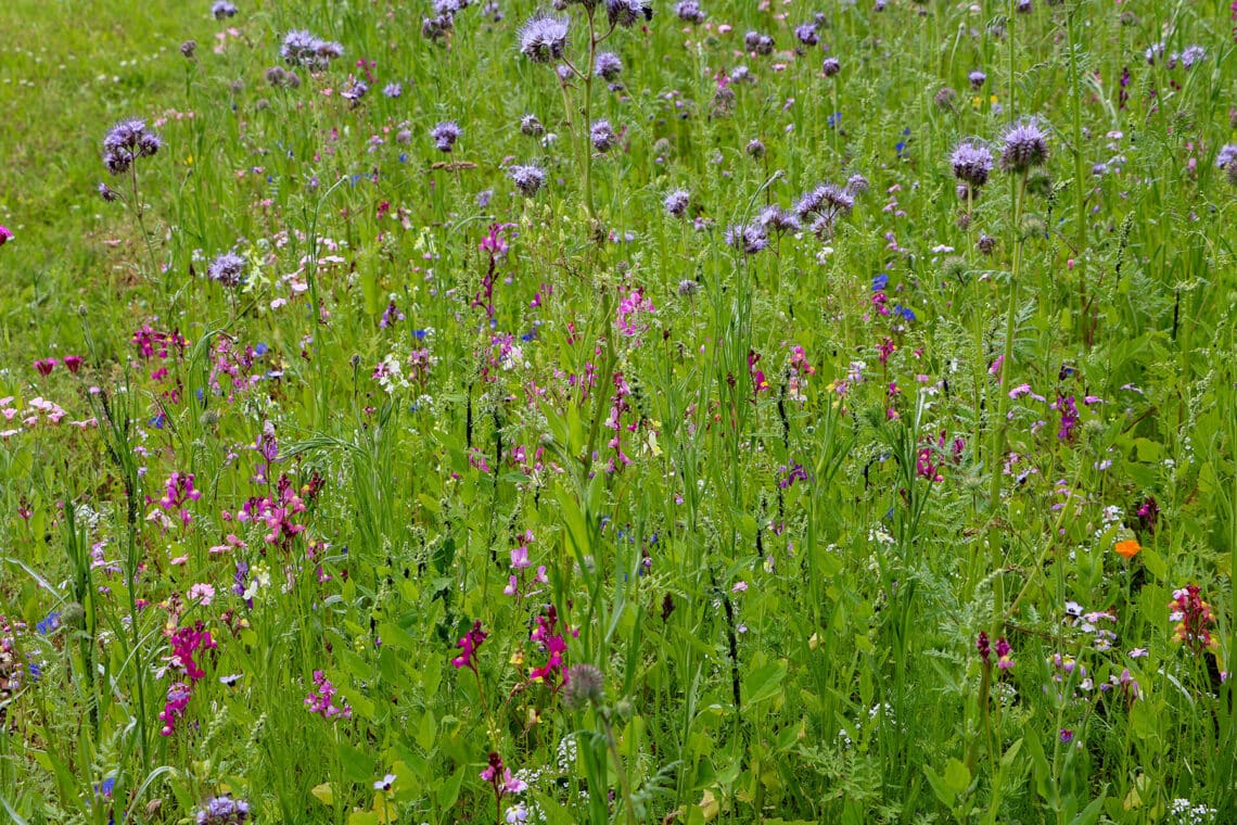 Wildblumenwiese