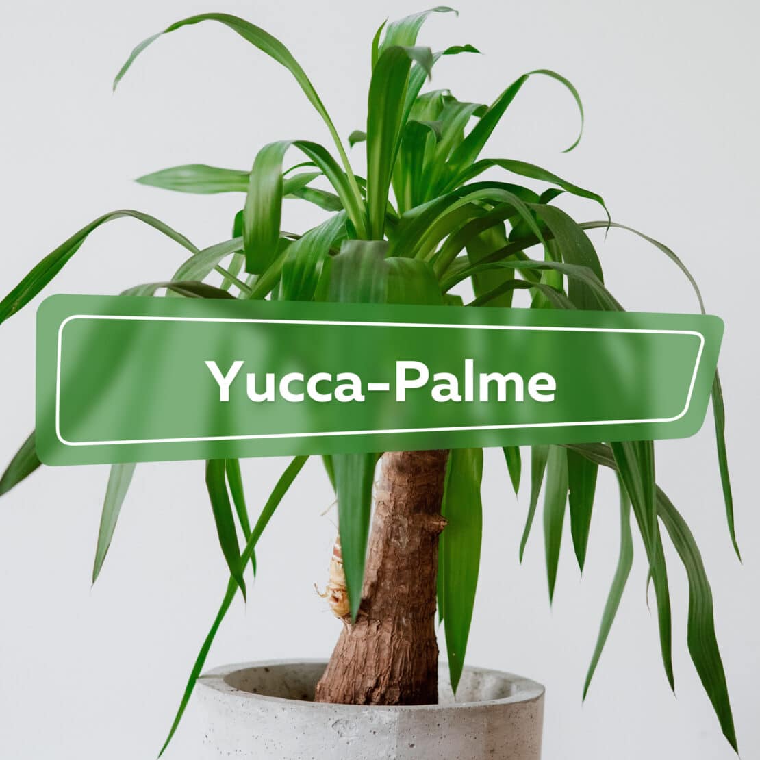 Yucca-Palme