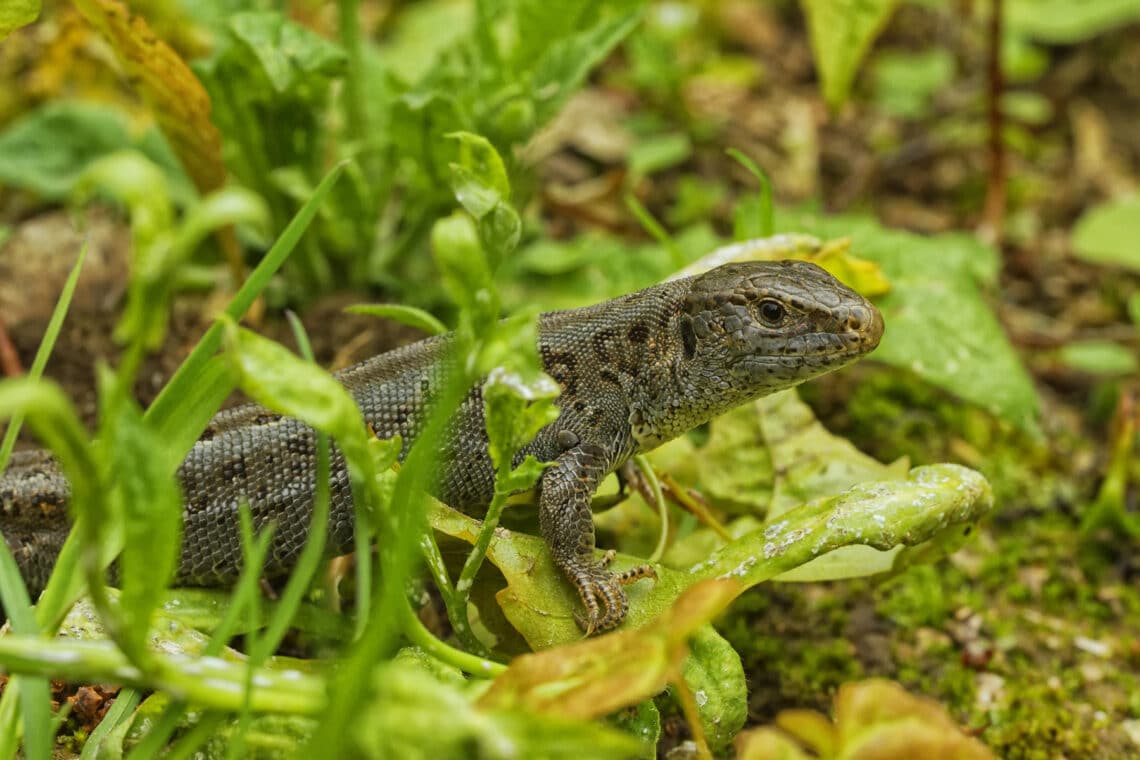 Zauneidechse (Lacerta agilis)