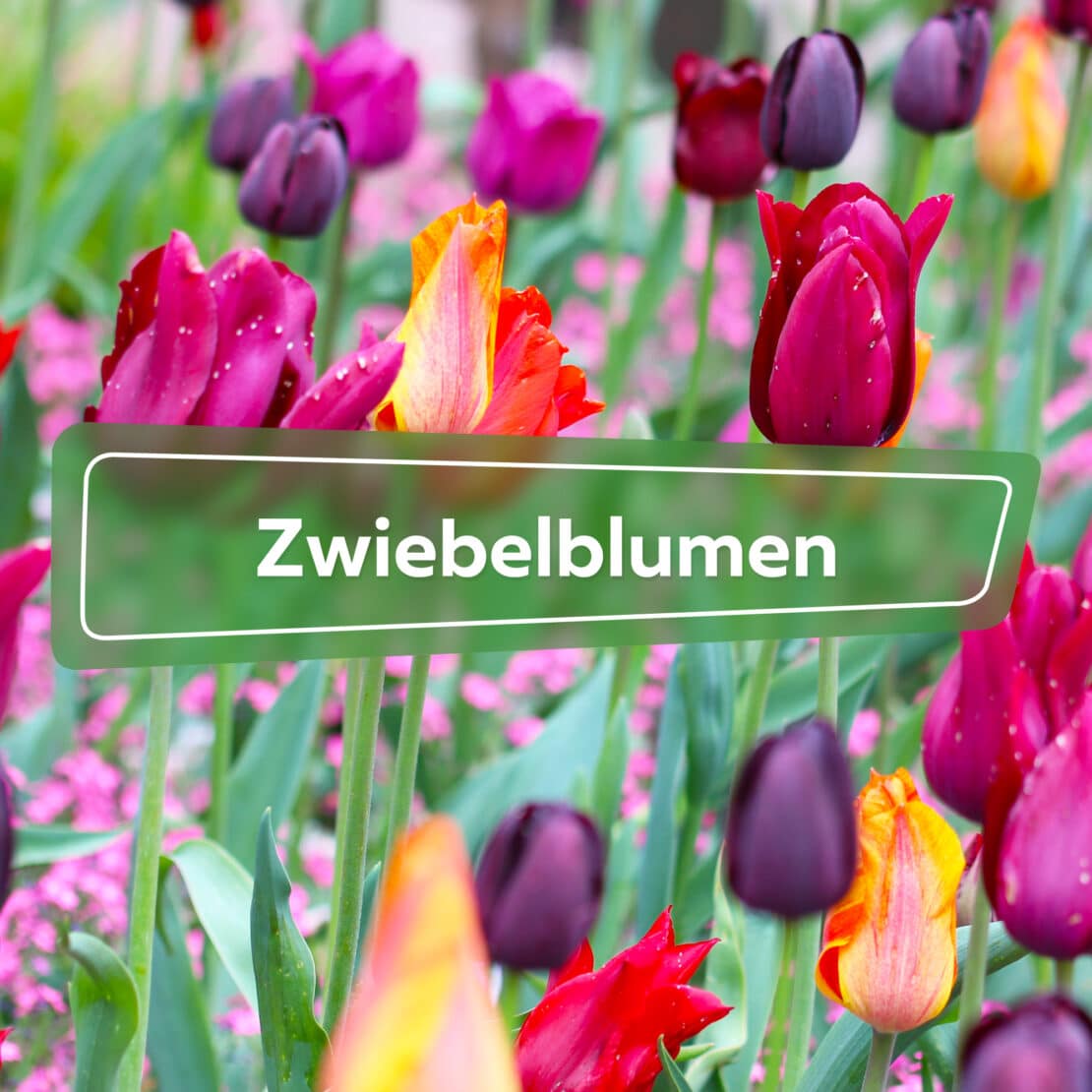 Zwiebelblumen