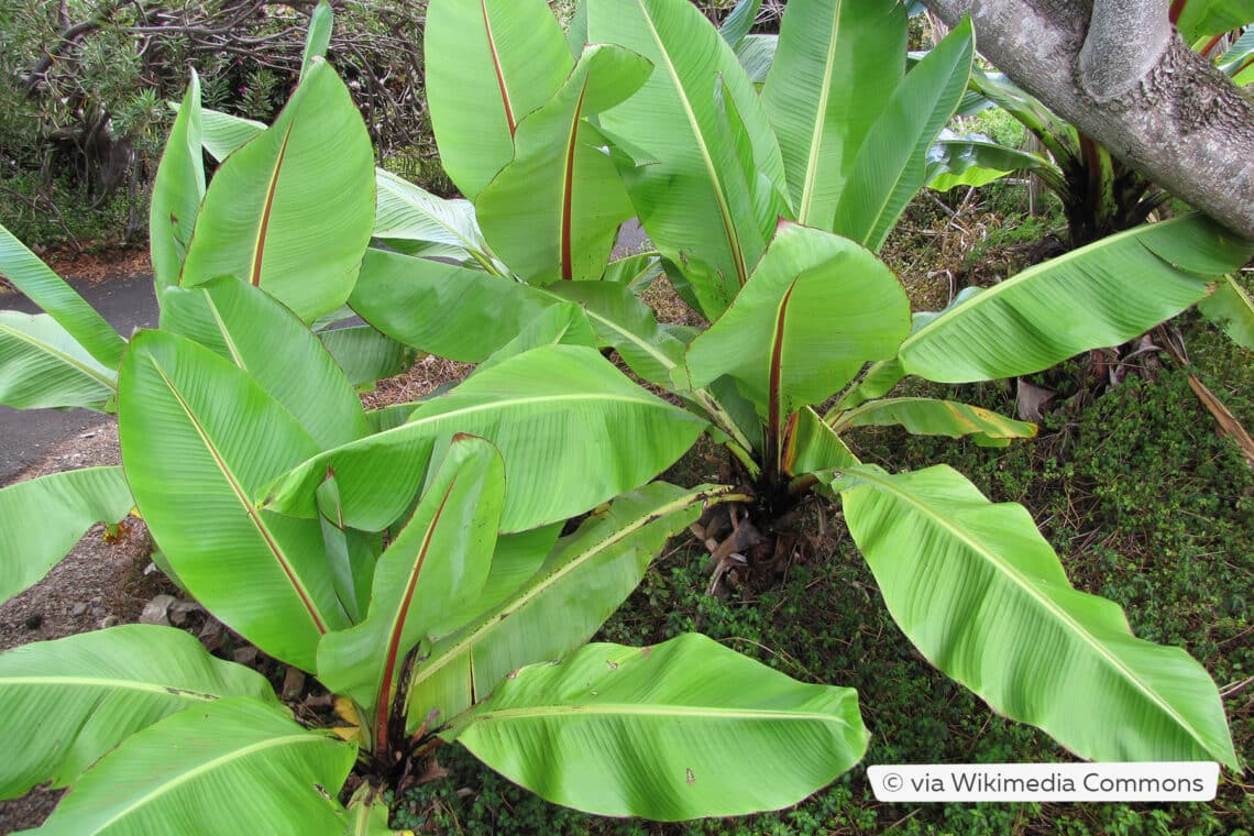 Zierbanane (Ensete ventricosum)