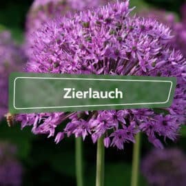 Zierlauch