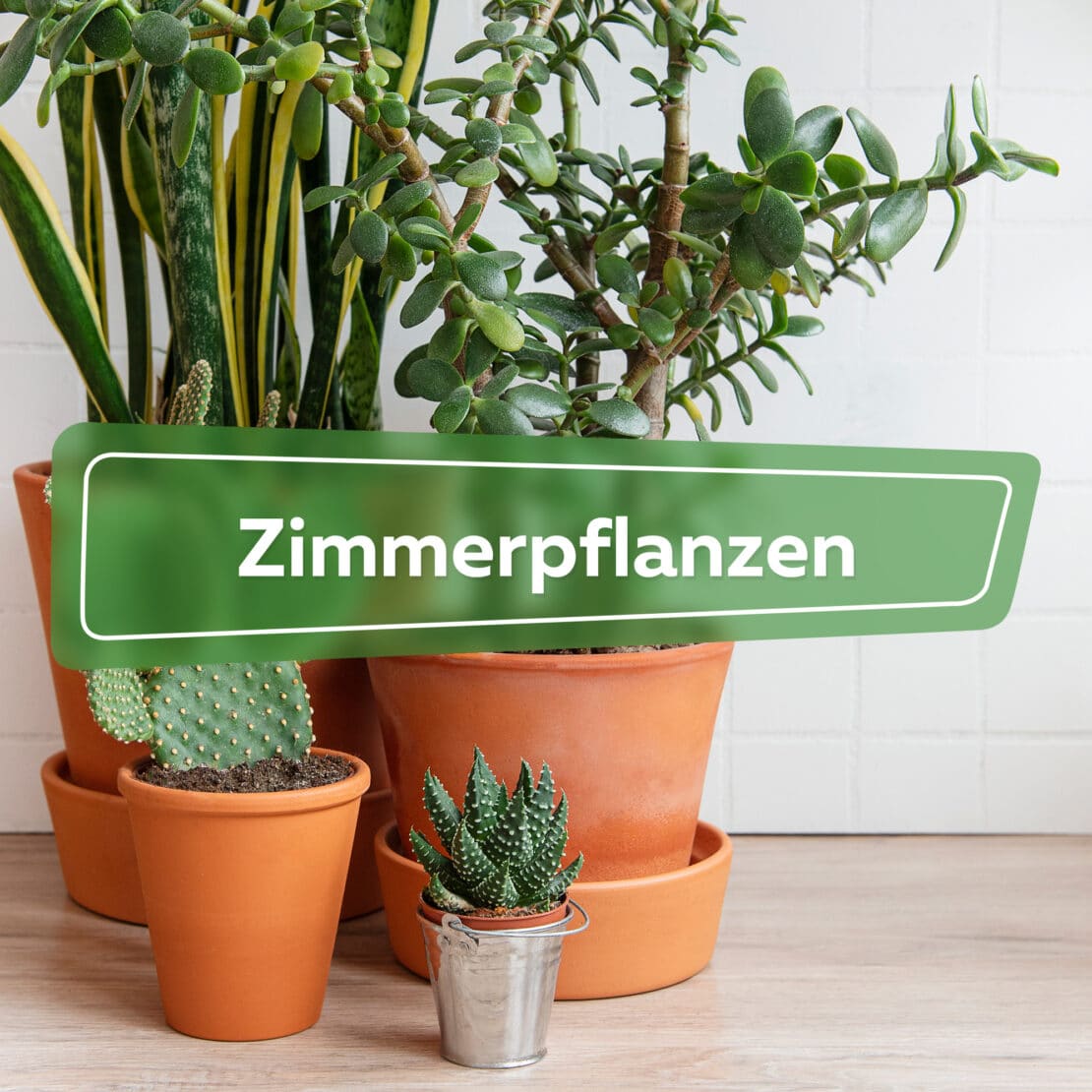 Zimmerpflanzen