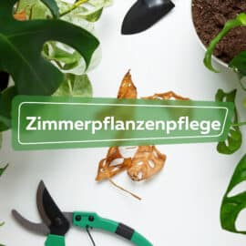 Zimmerpflanzenpflege