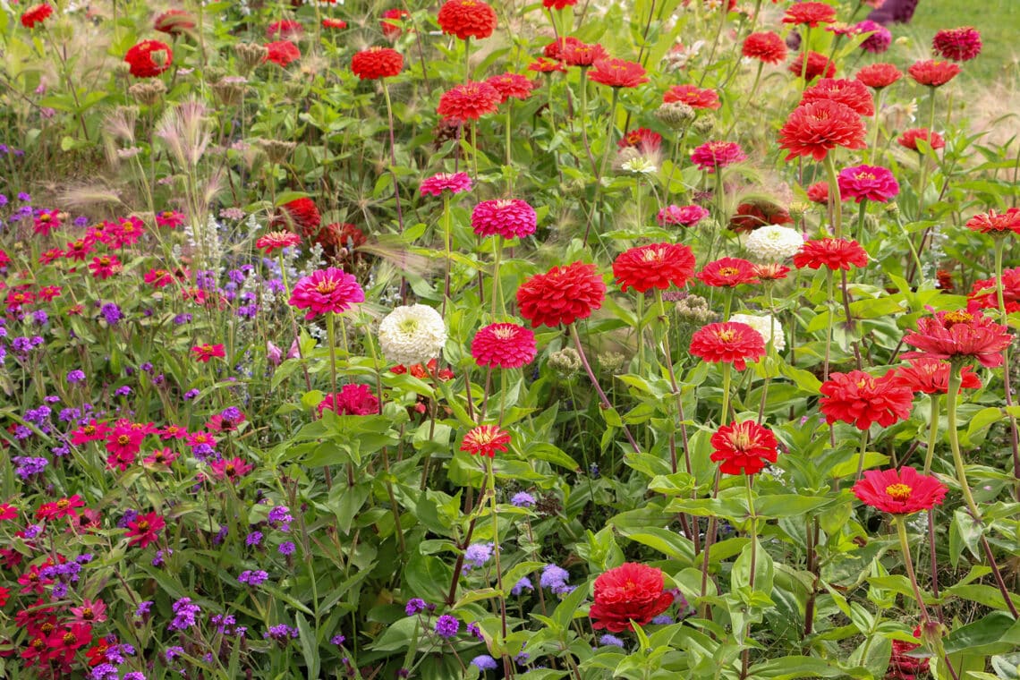 Zinnien auf einer Wildblumenwiese