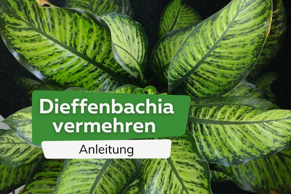 Dieffenbachia vermehren Titel