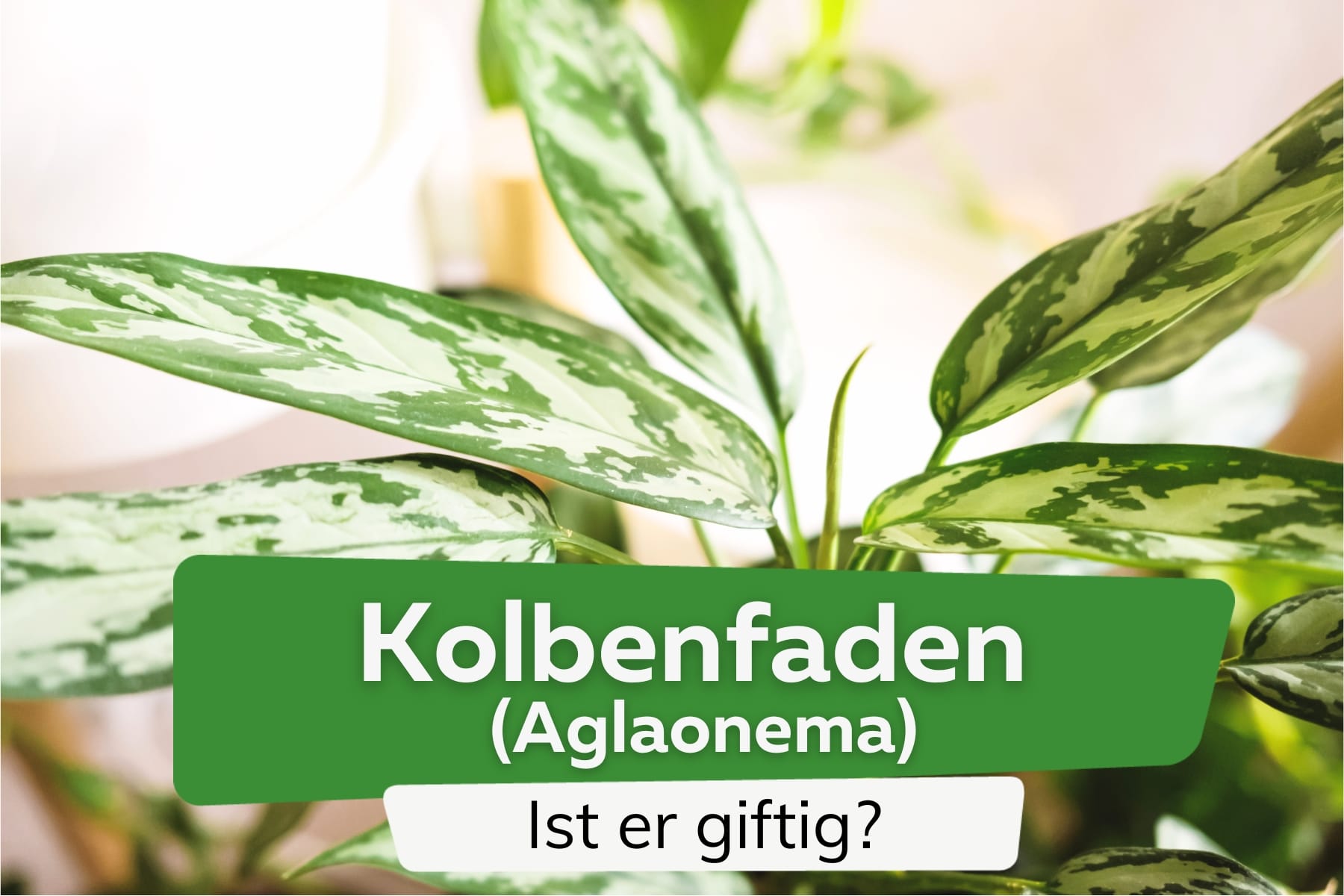 Aglaonema/Kolbenfaden giftig