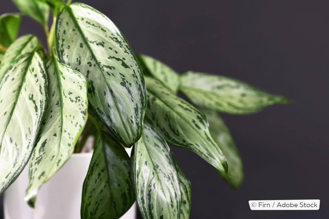 Kolbenfaden/Aglaonema 'Silver Bay'