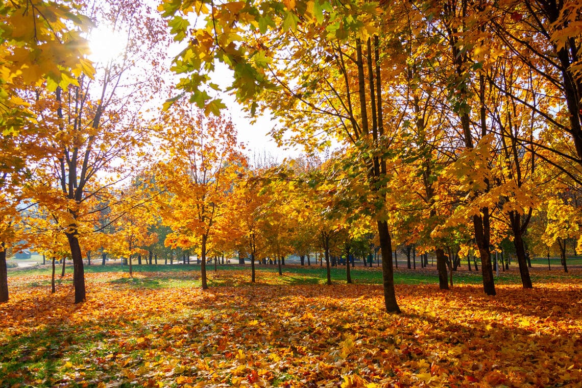 Ahornbäume im Herbst