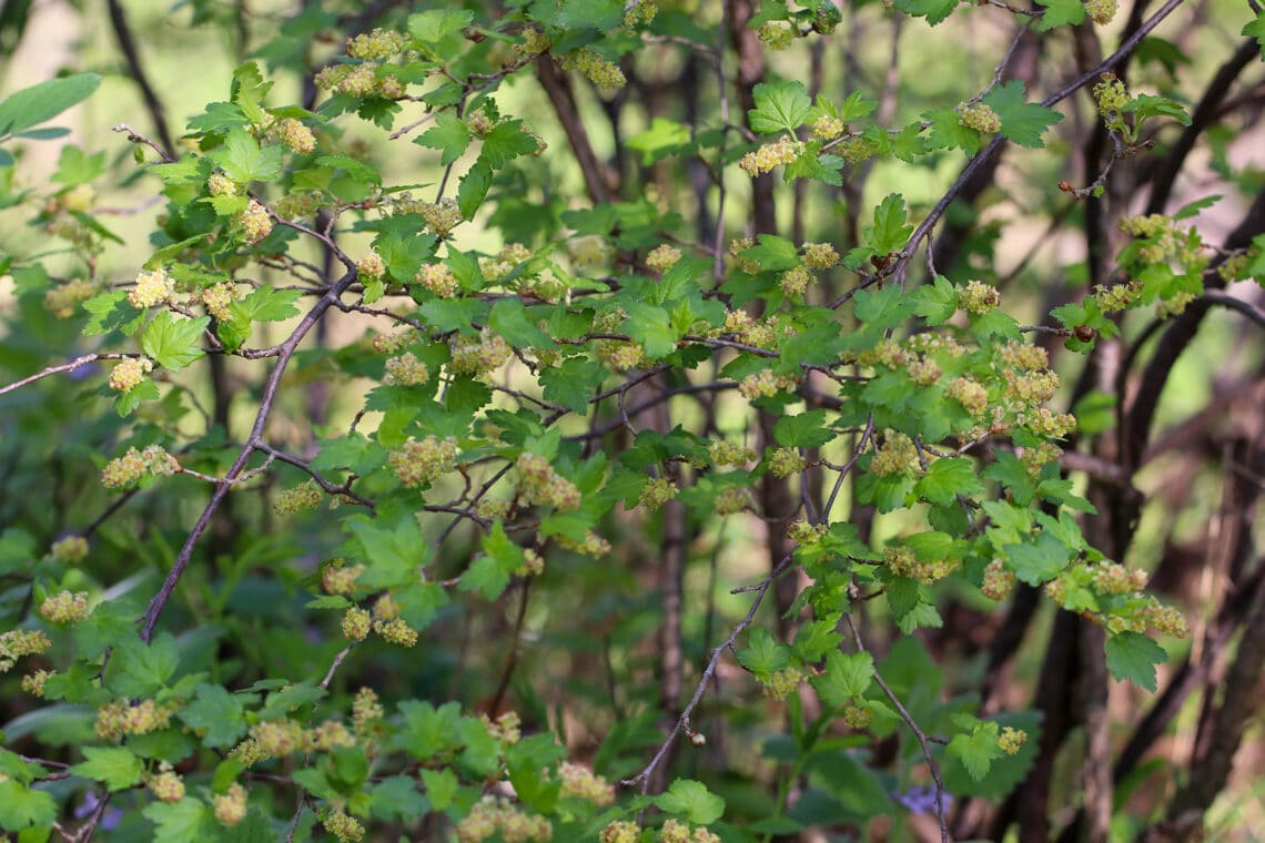 Alpen-Johannisbeere (Ribes alpinum)