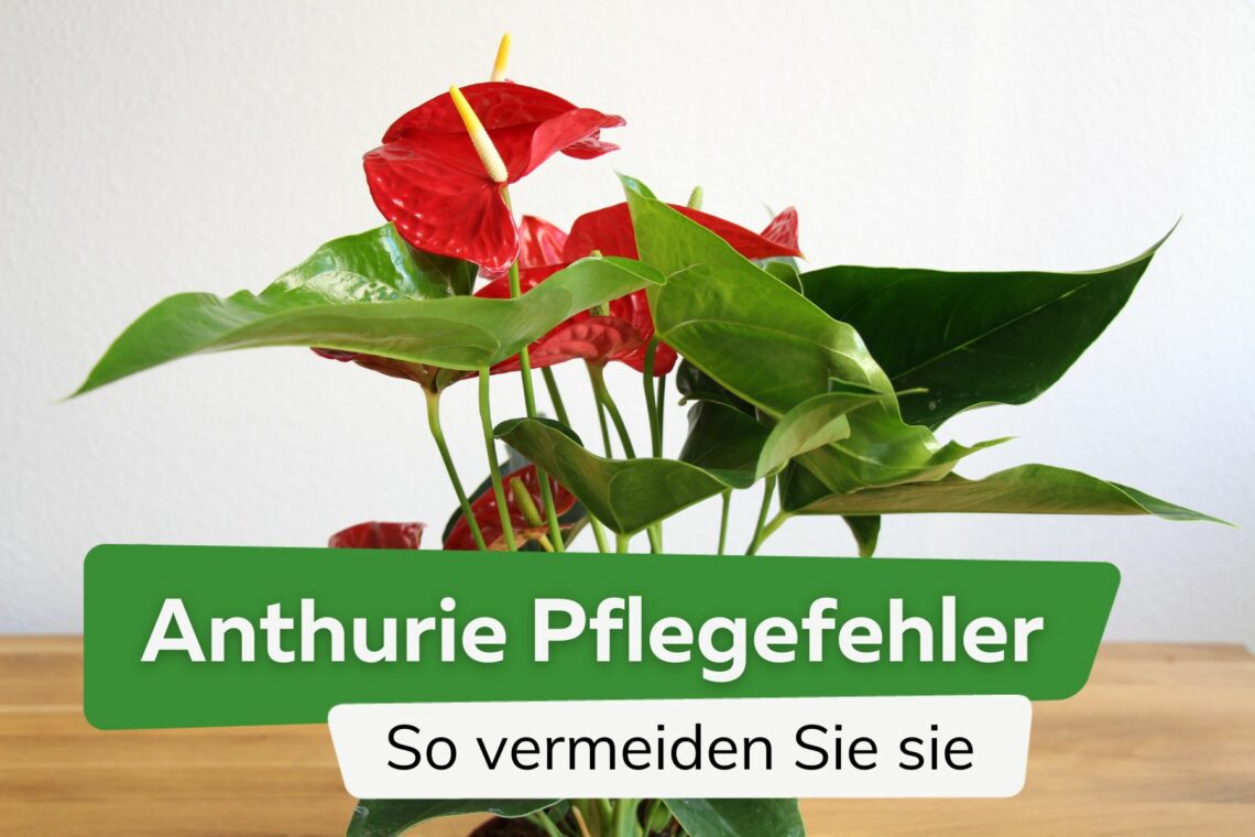 Anthurie: 4 Pflegefehler die Sie vermeiden sollten