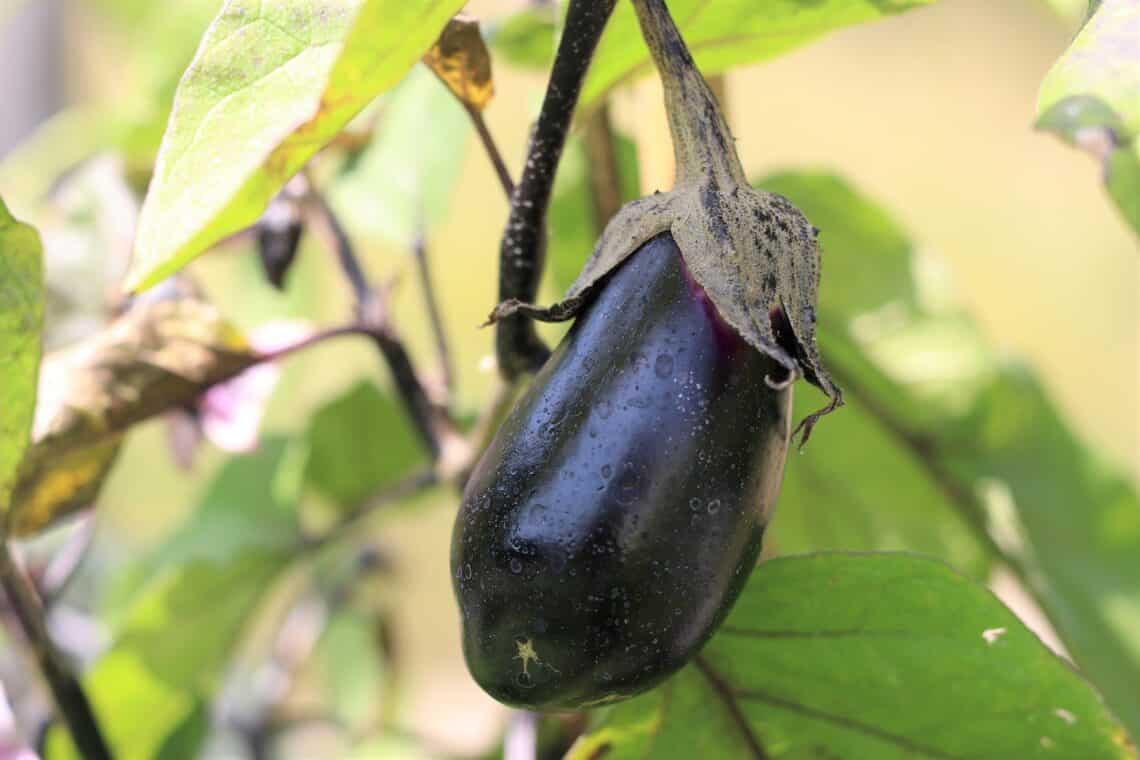 Aubergine