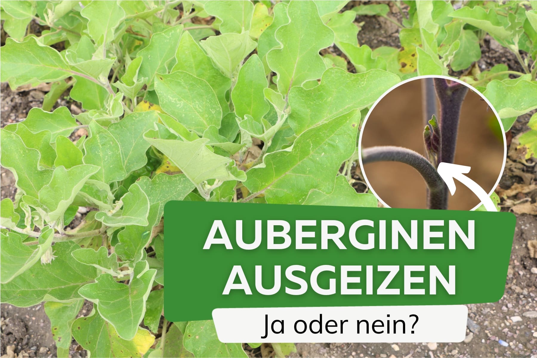 Auberginen ausgeizen