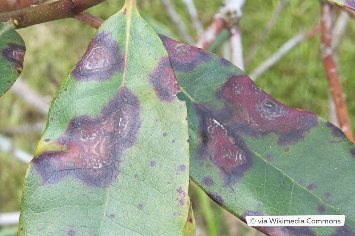 Blattfleckenkrankheit (Cercospora handelii) an Azalee (Rhododendron ponticum)