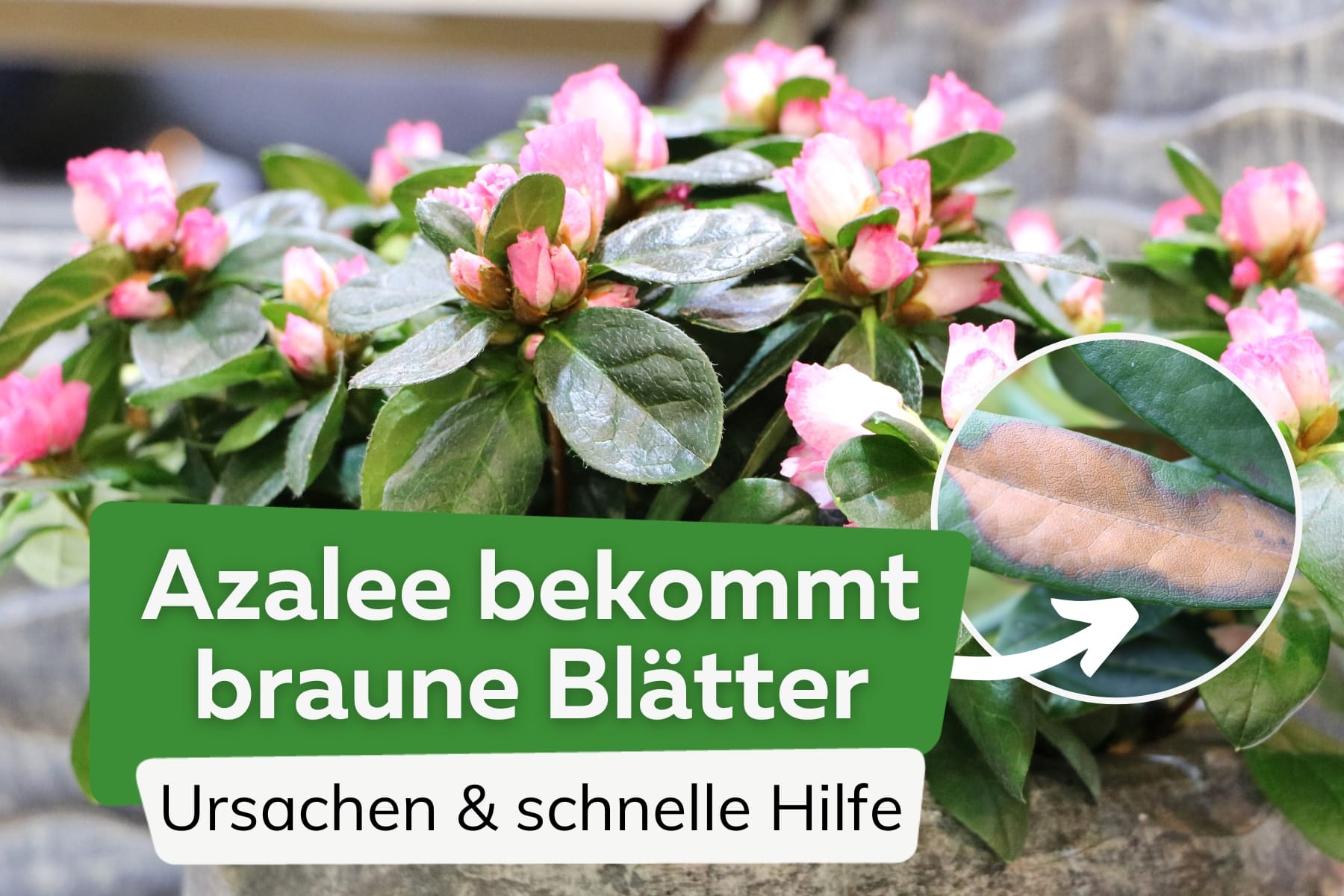 Azalee bekommt braune Blätter