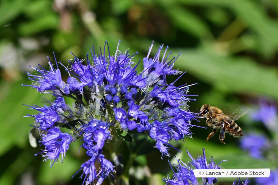 Honigbiene (Apis mellifera) an Bartblume (Caryopteris x clandonensis 'Blue Cloud')