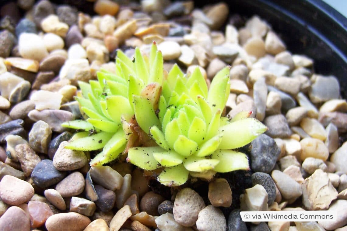 Berg-Hauswurz (Sempervivum montanum ssp. carpathicum 'Cmiral's Yellow')