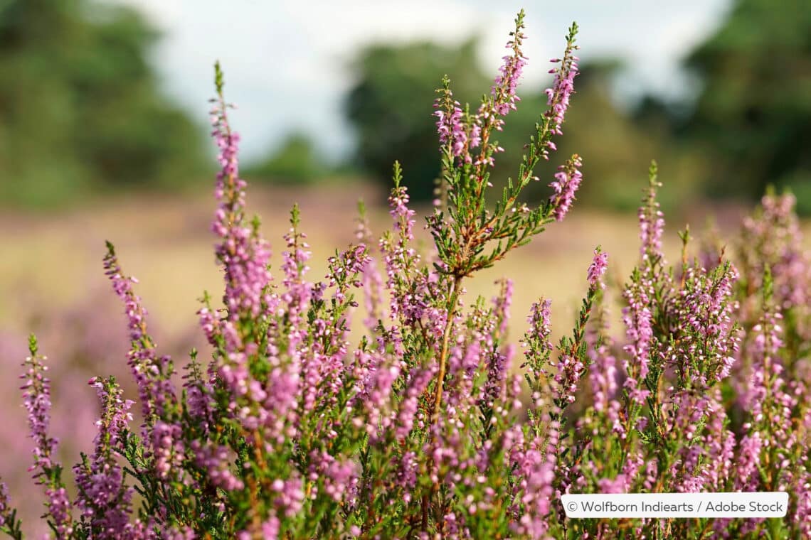 Besenheide (Calluna vulgaris)