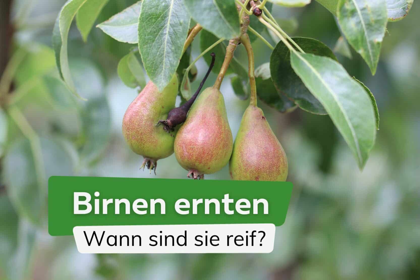 Wann Sind Birnen Reif Zum Pflücken