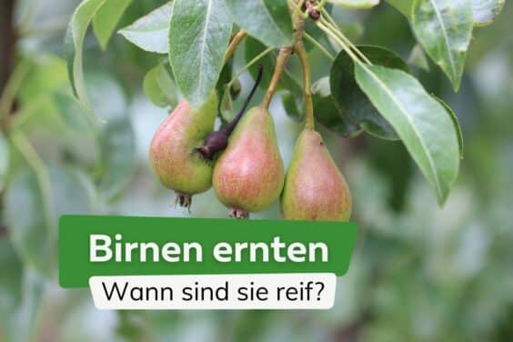 Birnen ernten wann sind sie reif