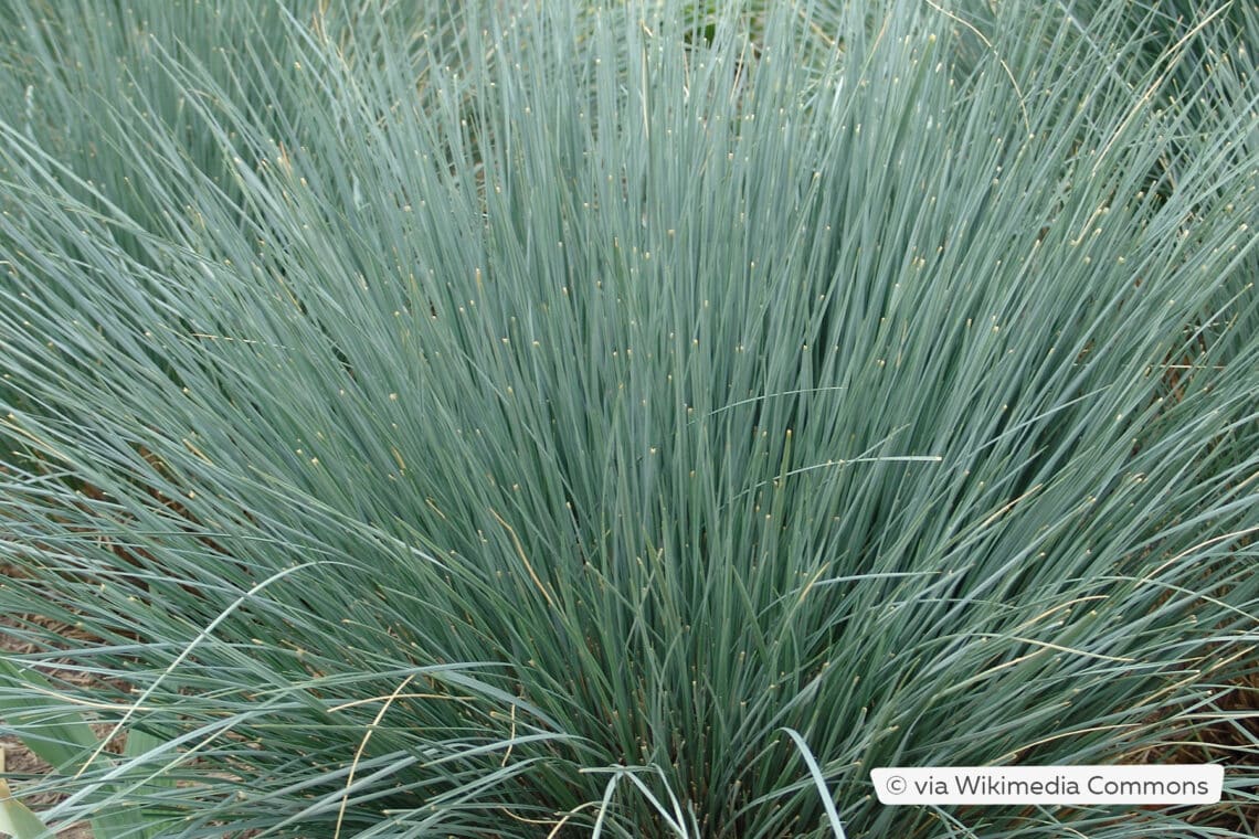 Blaustrahlhafer (Helictotrichon sempervirens)