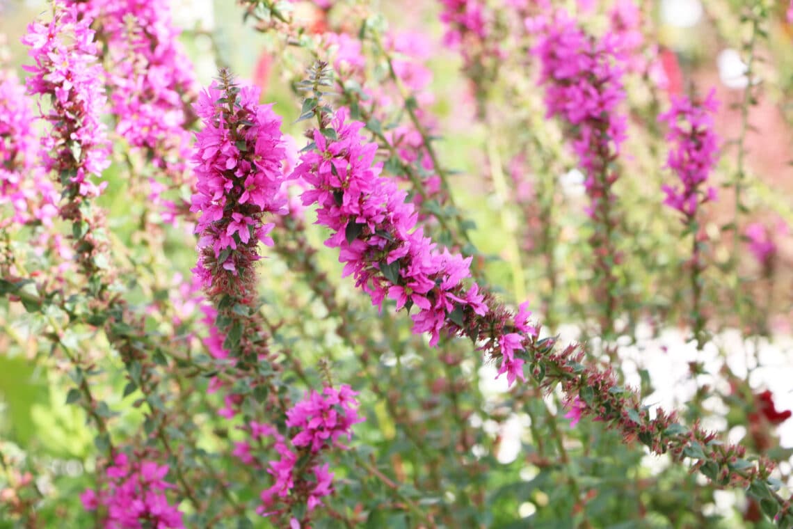 Blutweiderich (Lythrum salicaria)