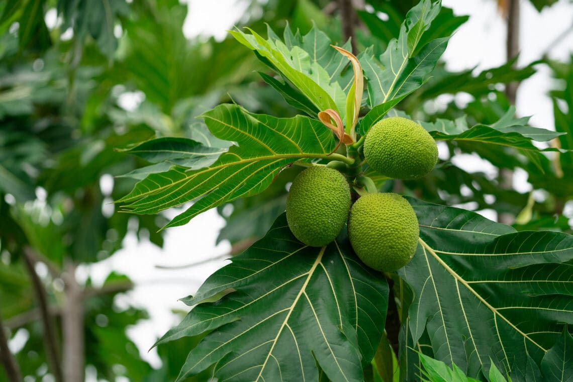 Brotfrucht (Artocarpus altilis