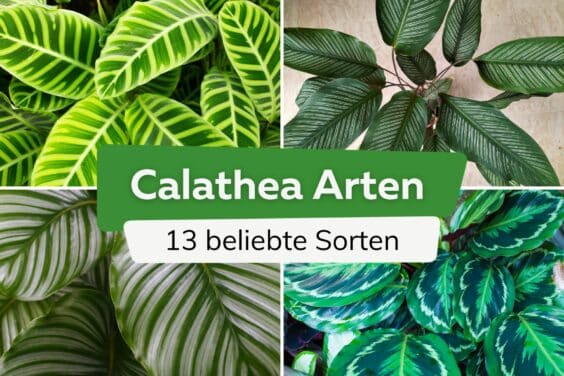 Calathea Arten: 13 beliebte Korbmaranten-Sorten