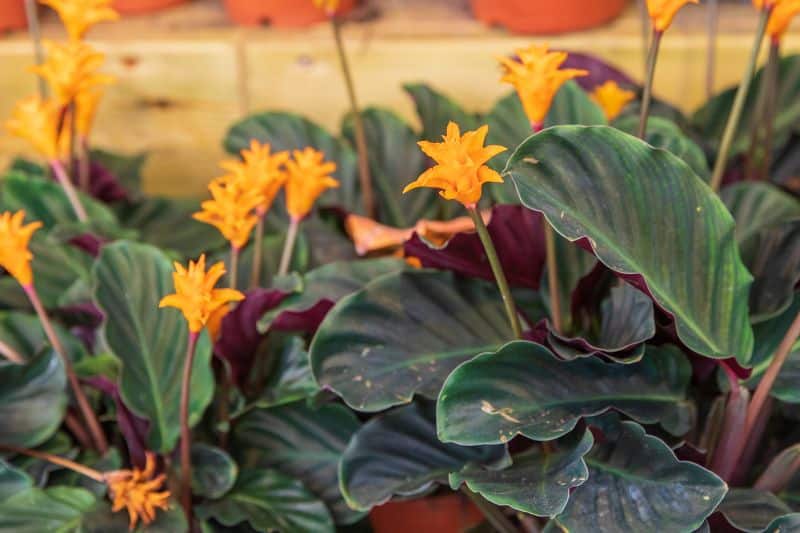 Calathea crocata