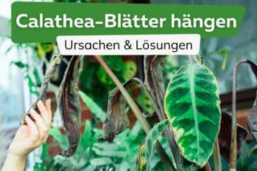 Calathea lässt Blätter hängen