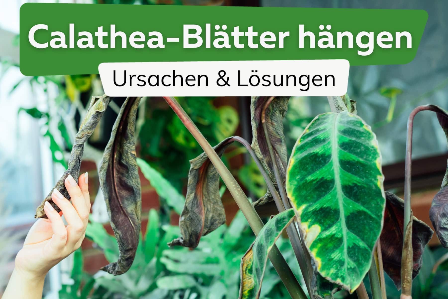 Calathea lässt Blätter hängen