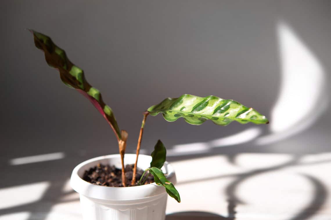 Calathea lancifolia