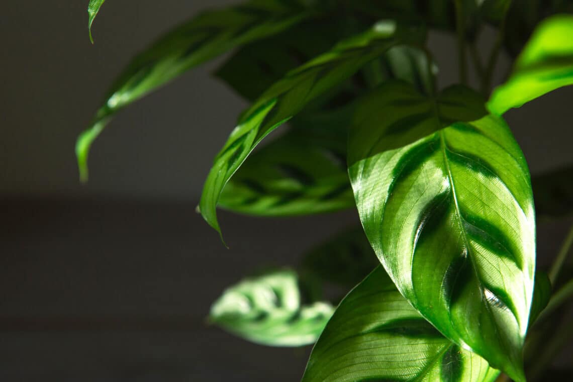 Calathea leopardina