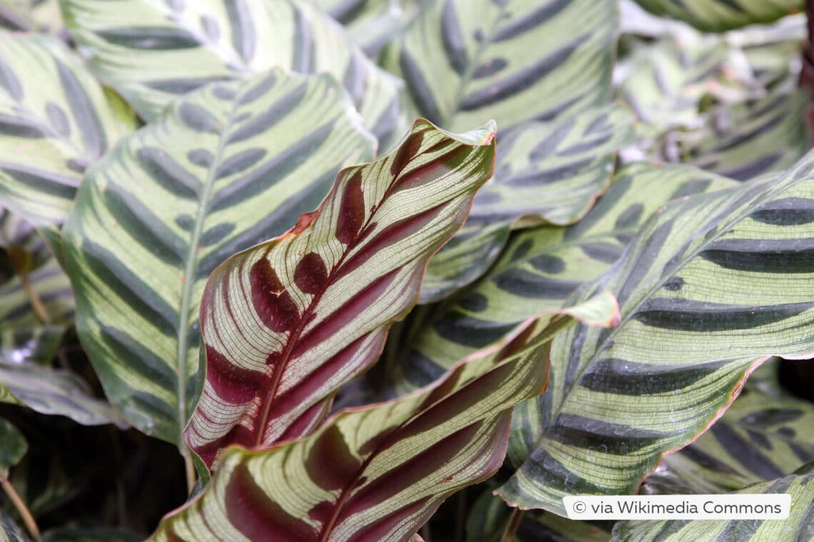 Calathea makoyana