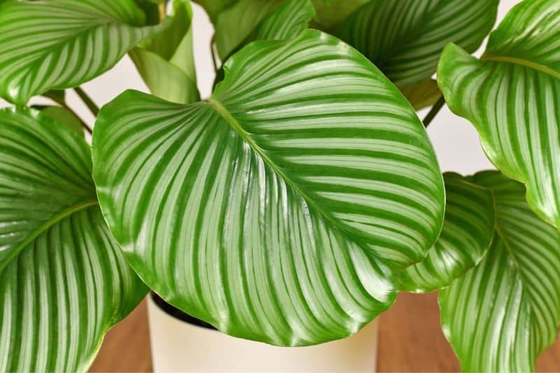 Calathea orbifolia