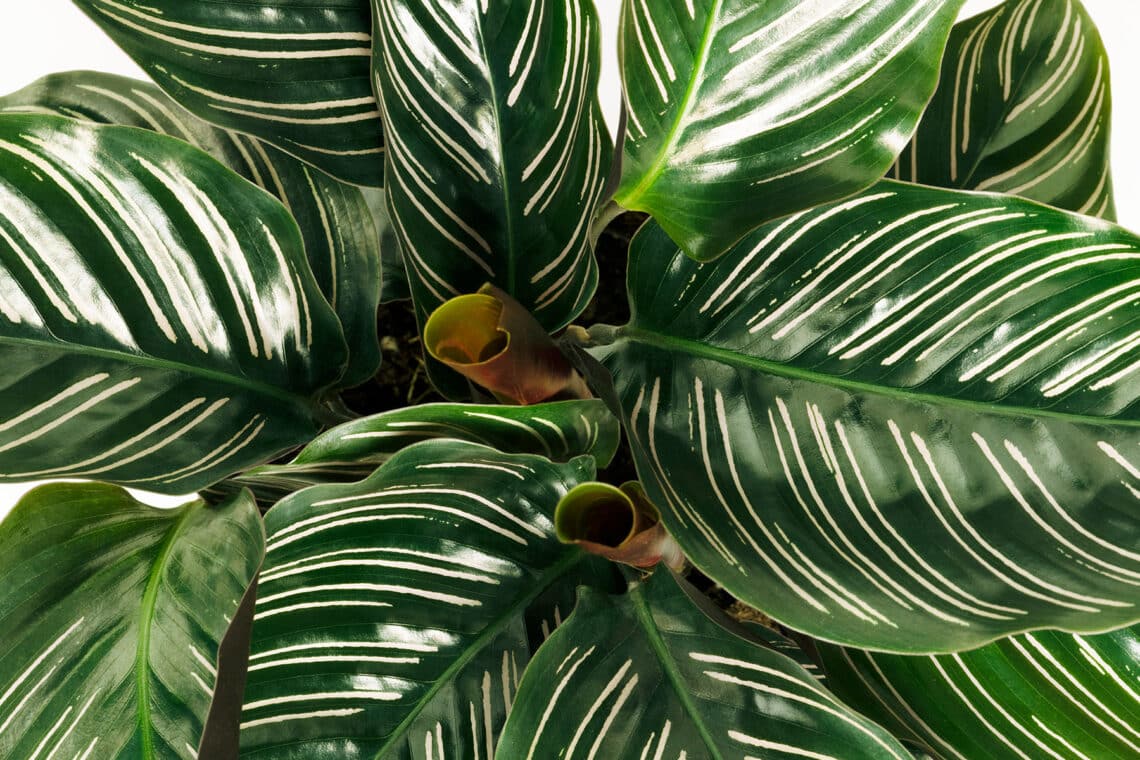 Calathea ornata