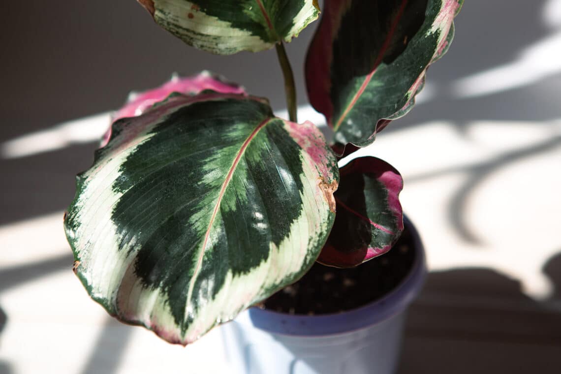 Calathea roseopicta