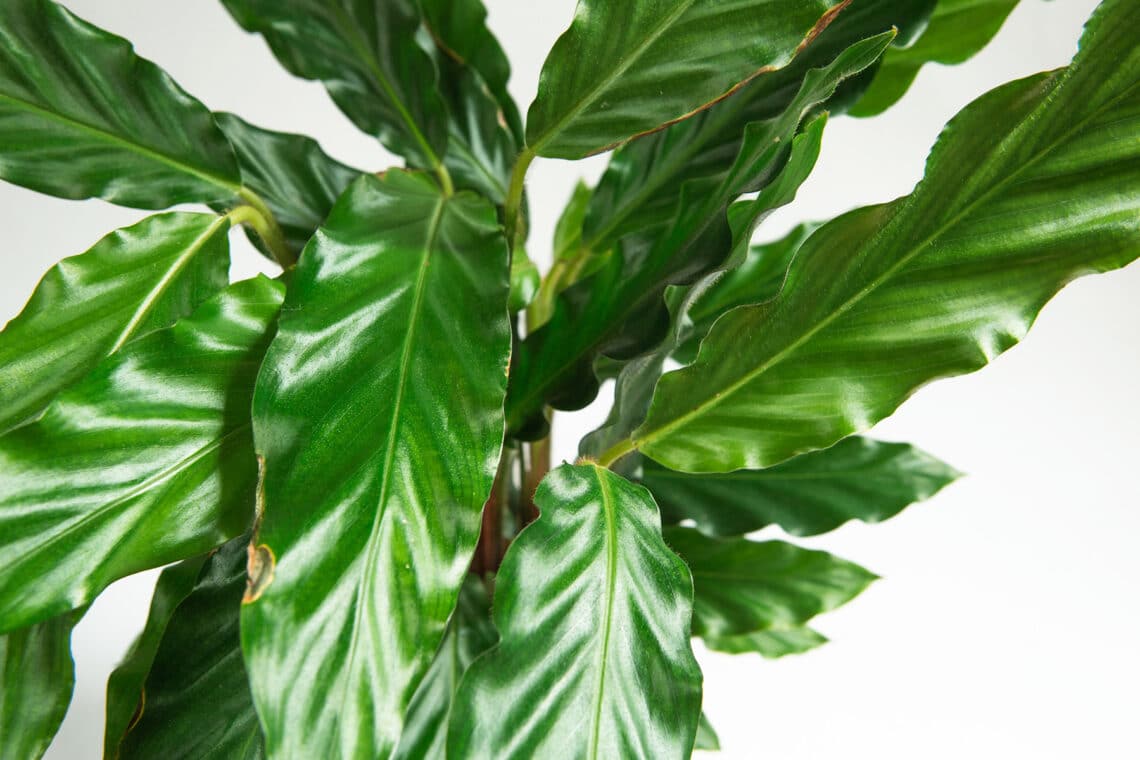 Calathea rufibarba