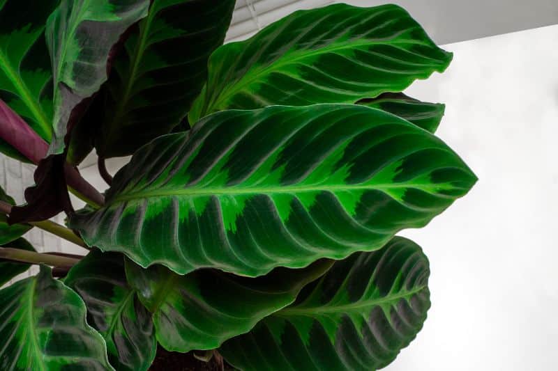 Calathea warscewiczii