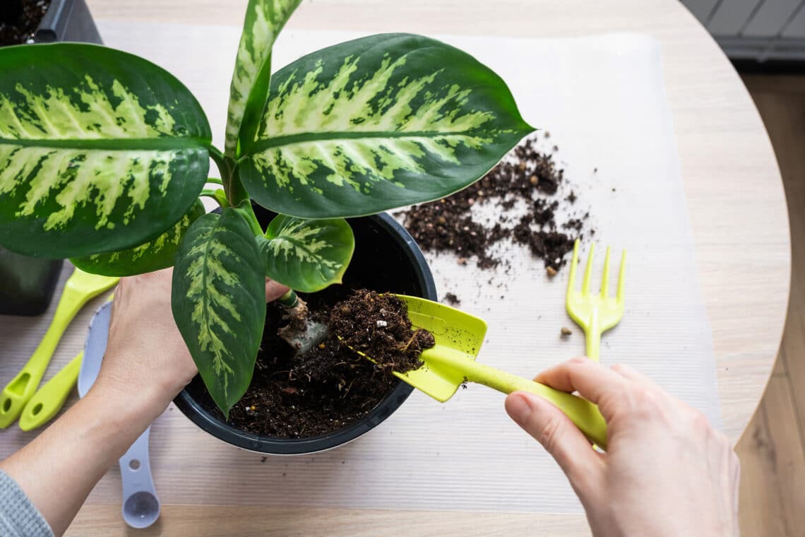 Dieffenbachia eintopfen