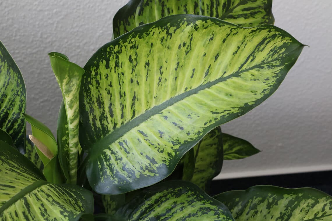 Dieffenbachie (Dieffenbachia camilla)