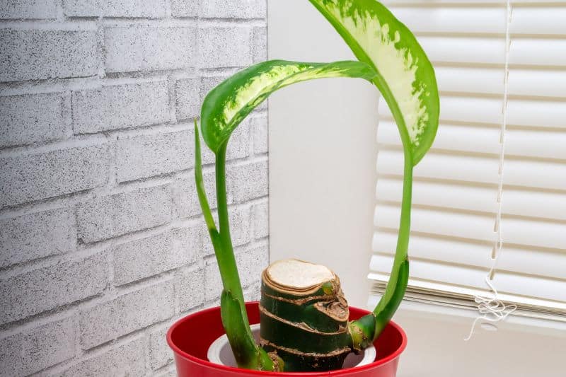 Dieffenbachie (Dieffenbachia Seguine)