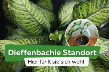 Dieffenbachie Standort: hier fühlt sie sich wohl