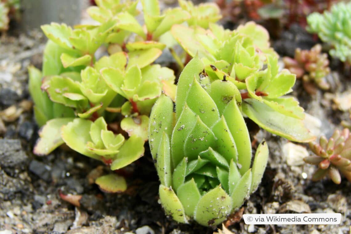 Dolomiten-Hauswurz (Sempervivum dolomiticum)