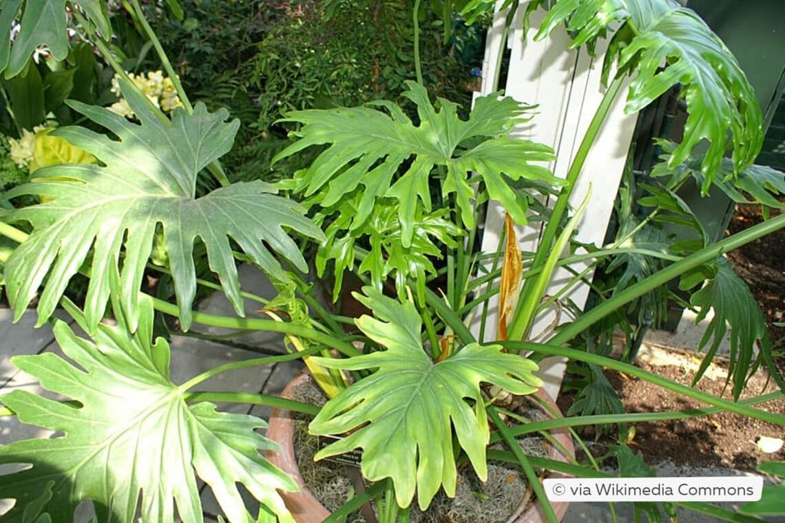 Doppelfiederspaltiger Baumfreund (Philodendron bipinnatifidum)